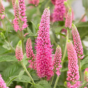 Veronica Pink Potion Seeds, Herbal