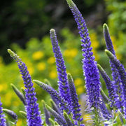 Veronica Speedwell Seeds