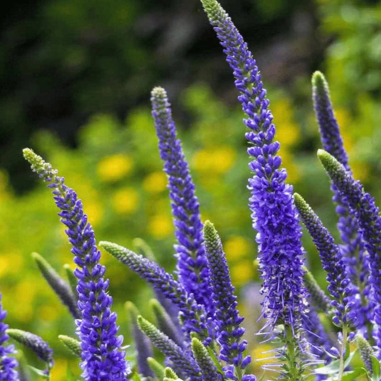 Veronica Speedwell Seeds