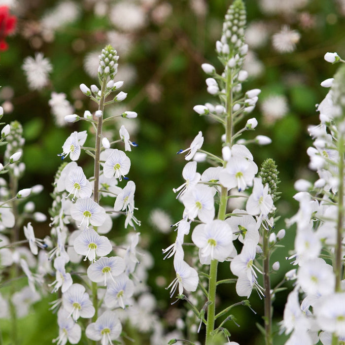 White Speedwell Veronica Seeds, Herbal