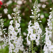 White Speedwell Veronica Seeds, Herbal