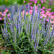 Veronica Speedwell Seeds