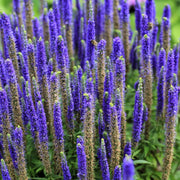 Veronica Speedwell Seeds