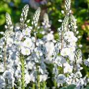 White Speedwell Veronica Seeds, Herbal