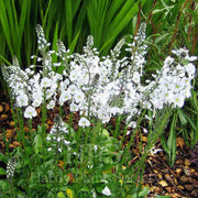 White Speedwell Veronica Seeds, Herbal