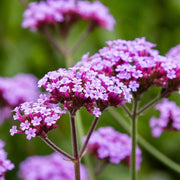 Vervain Seeds - Herbal Seeds
