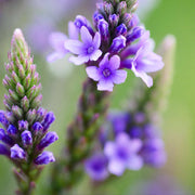 Blue Vervain Seeds