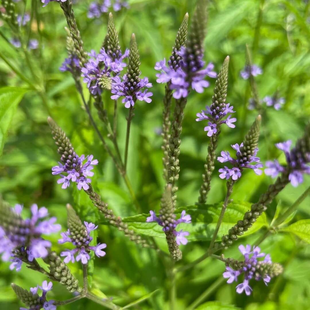 Blue Vervain Seeds