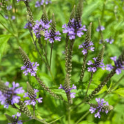 Blue Vervain Seeds