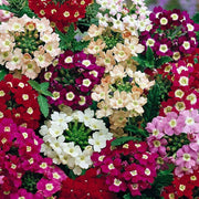 Cut Flower Vervain Seeds