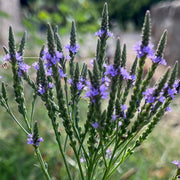 Hardy Vervain Seeds