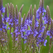 Hardy Vervain Seeds