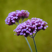 Purple Vervain Seeds