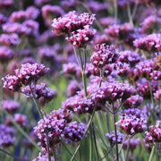 Purple Vervain Seeds