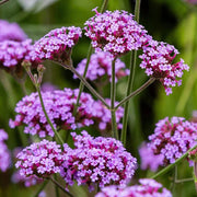 Vervain Seeds - Herbal Seeds