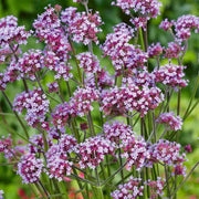 Vervain Seeds - Herbal Seeds