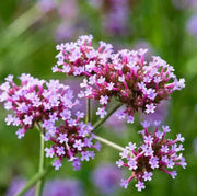Vervain Seeds - Herbal Seeds