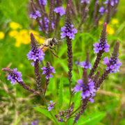 Blue Vervain Seeds