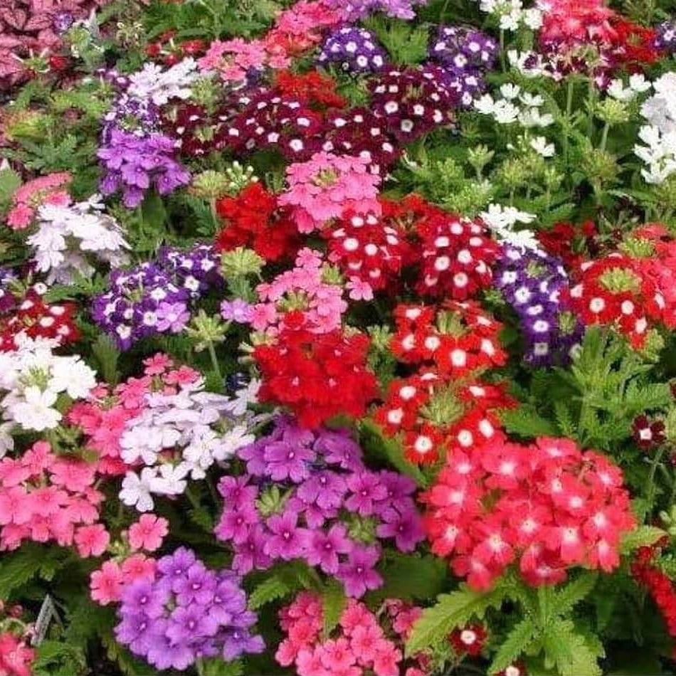 Cut Flower Vervain Seeds
