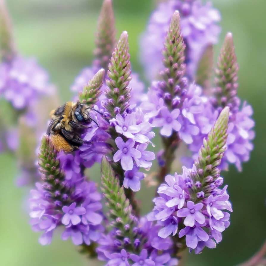 Hardy Vervain Seeds