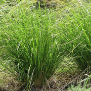 Vetiver Plant Seeds - Flower Plant