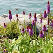 Vialii Primula Seeds