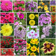 Vibrant Bloom Collection Seeds