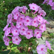 Vibrant Bloom Collection Seeds