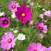 Vibrant Bloom Collection Seeds