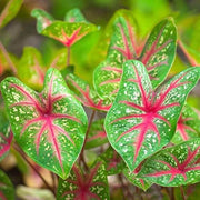 Vibrant Caladium Seeds, Herbal