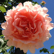 Vibrant Peach and Cream Polka Rose Seeds