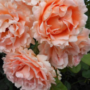 Vibrant Peach and Cream Polka Rose Seeds