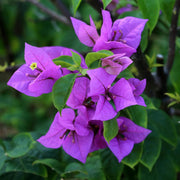 California Seeds, Bougainvillea glabra Flower Seeds