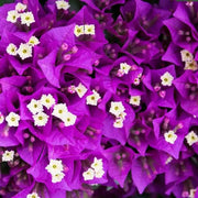 California Seeds, Bougainvillea glabra Flower Seeds