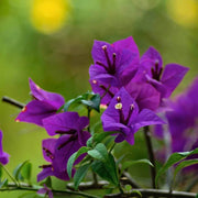 California Seeds, Bougainvillea glabra Flower Seeds