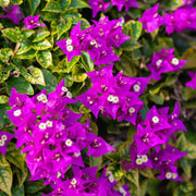 California Seeds, Bougainvillea glabra Flower Seeds