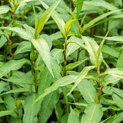Vietnamese Seeds, Persicaria odorata