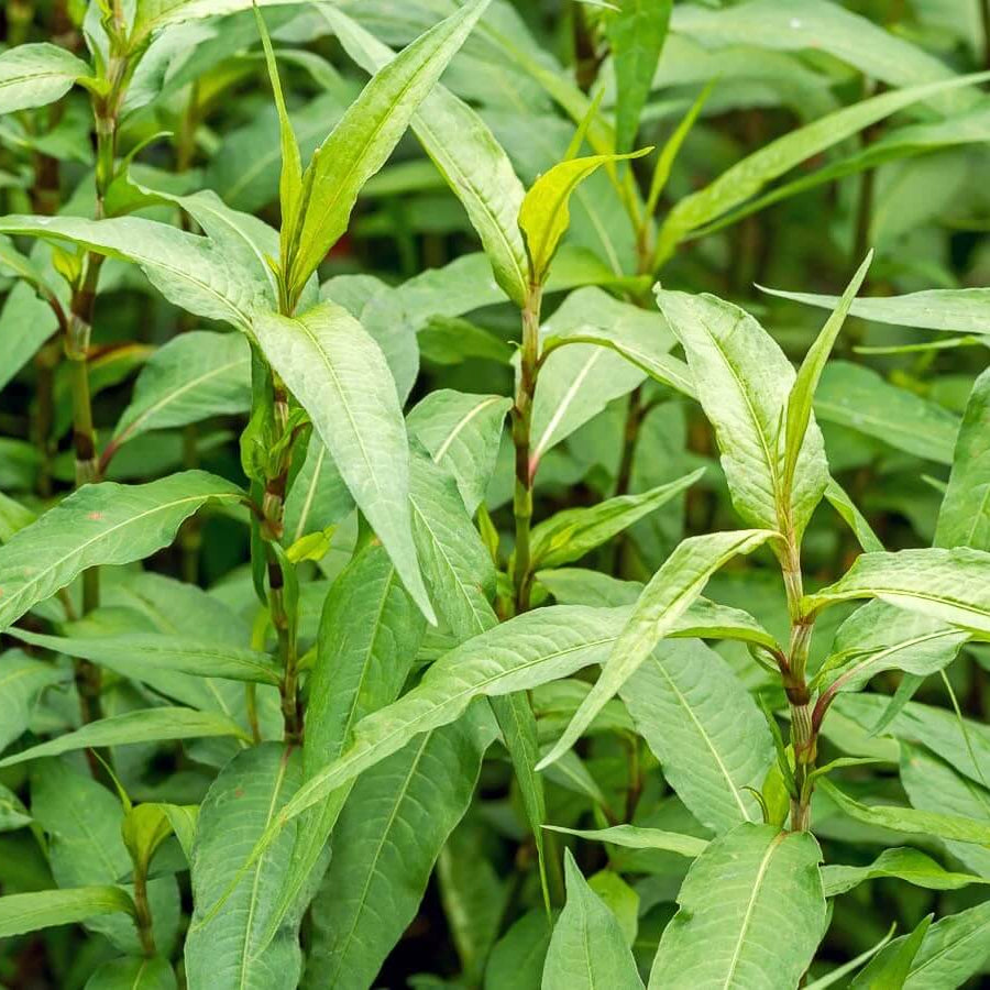 Vietnamese Seeds, Persicaria odorata