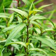 Vietnamese Seeds, Persicaria odorata