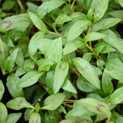 Vietnamese Seeds, Persicaria odorata