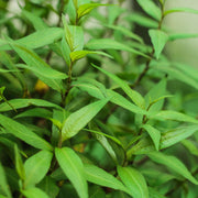 Vietnamese Seeds, Persicaria odorata