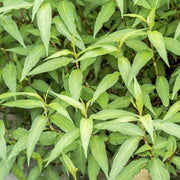 Vietnamese Seeds, Persicaria odorata