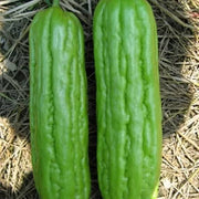 Vietnamese Gourd Seeds