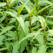 Vietnamese - Herbal Seeds