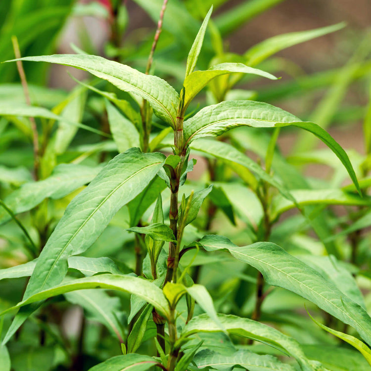 Vietnamese - Herbal Seeds
