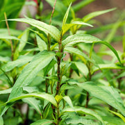 Vietnamese - Herbal Seeds