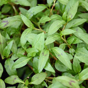 Vietnamese - Herbal Seeds
