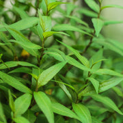 Vietnamese - Herbal Seeds