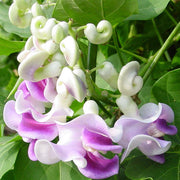 Corkscrew Vine Vigna Caracalla Seeds