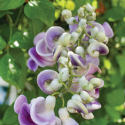 Corkscrew Vine Vigna Caracalla Seeds